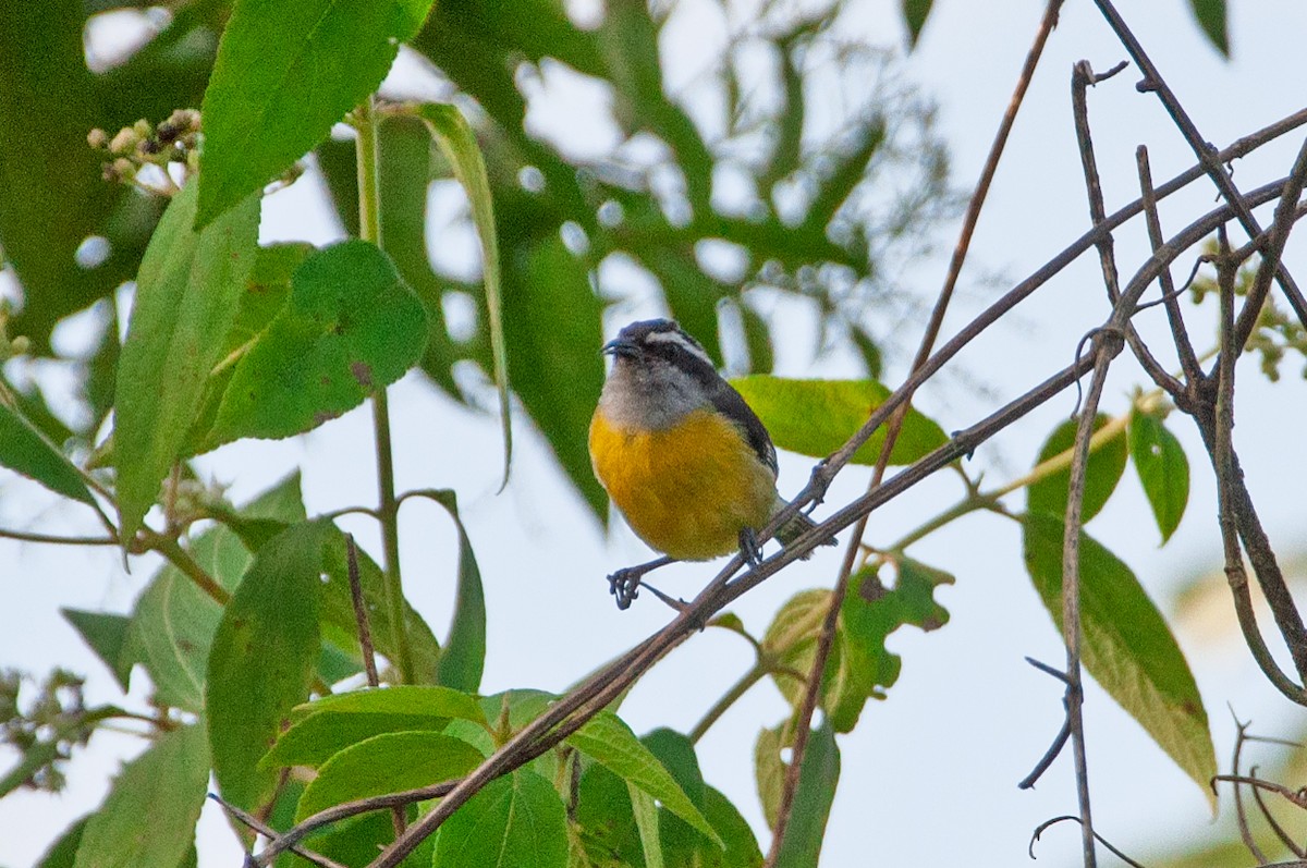 Bananaquit - ML646986125