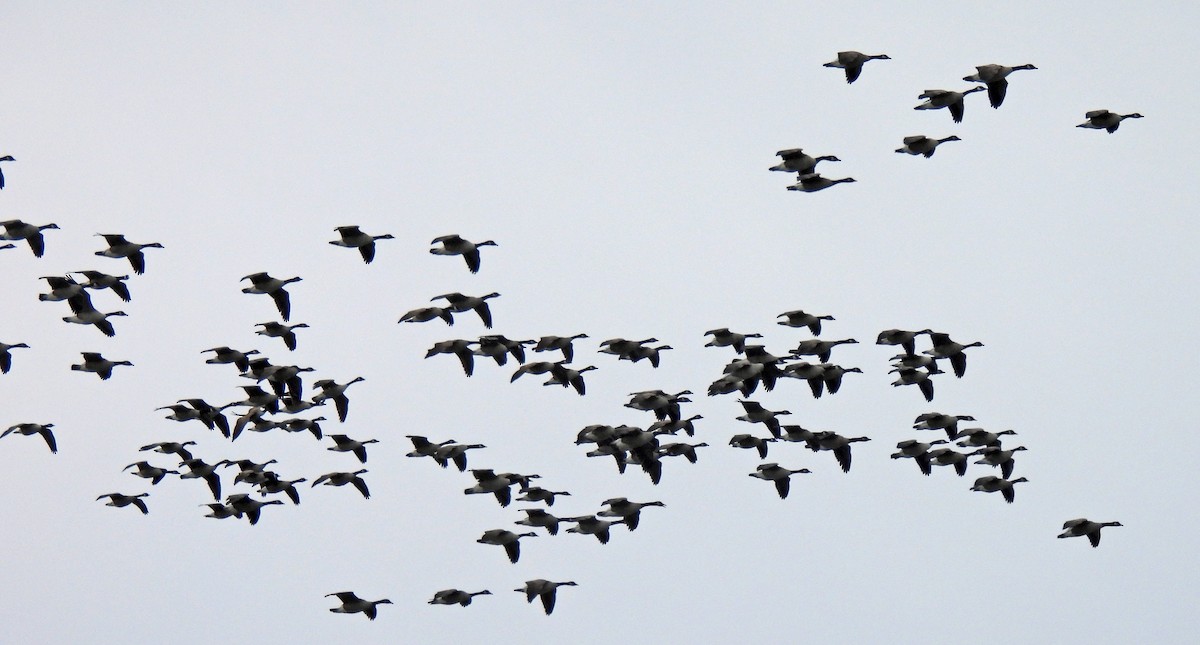 Canada Goose - ML646986126