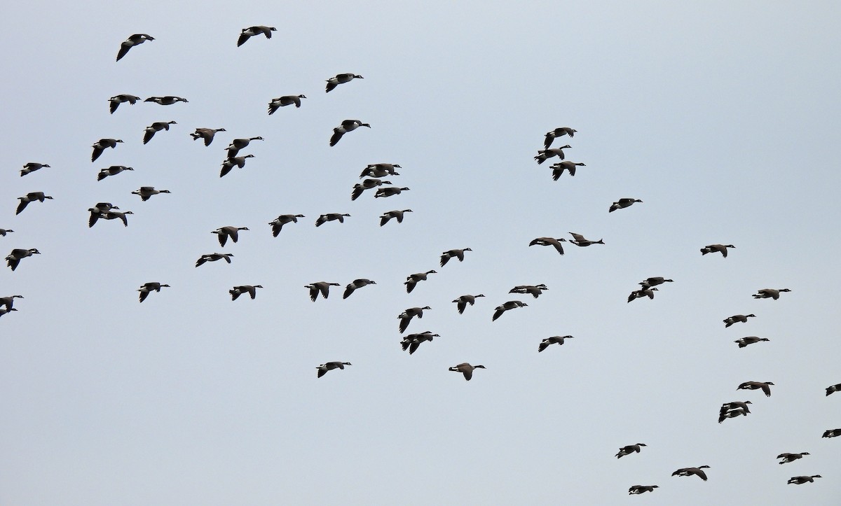 Canada Goose - ML646986127