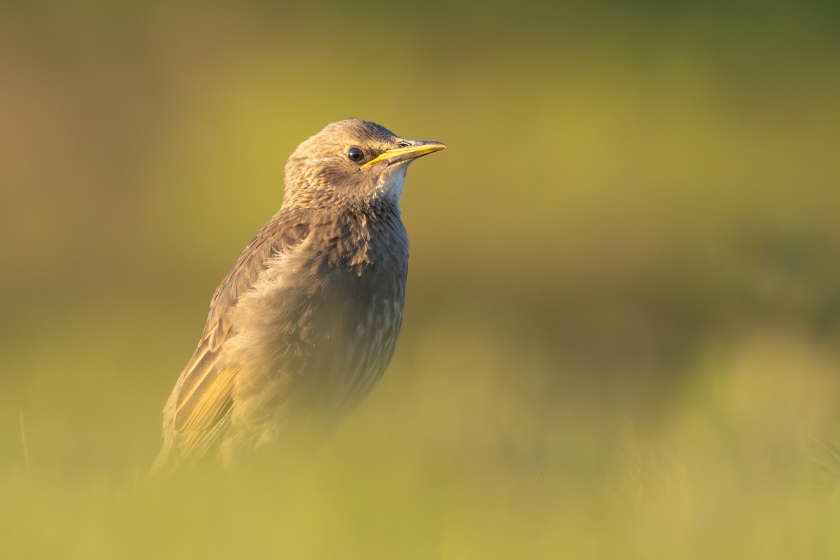 Étourneau sansonnet - ML646986128