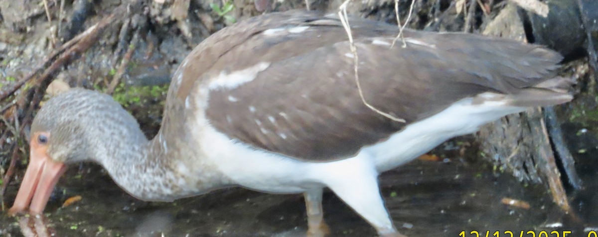 White Ibis - ML646986134