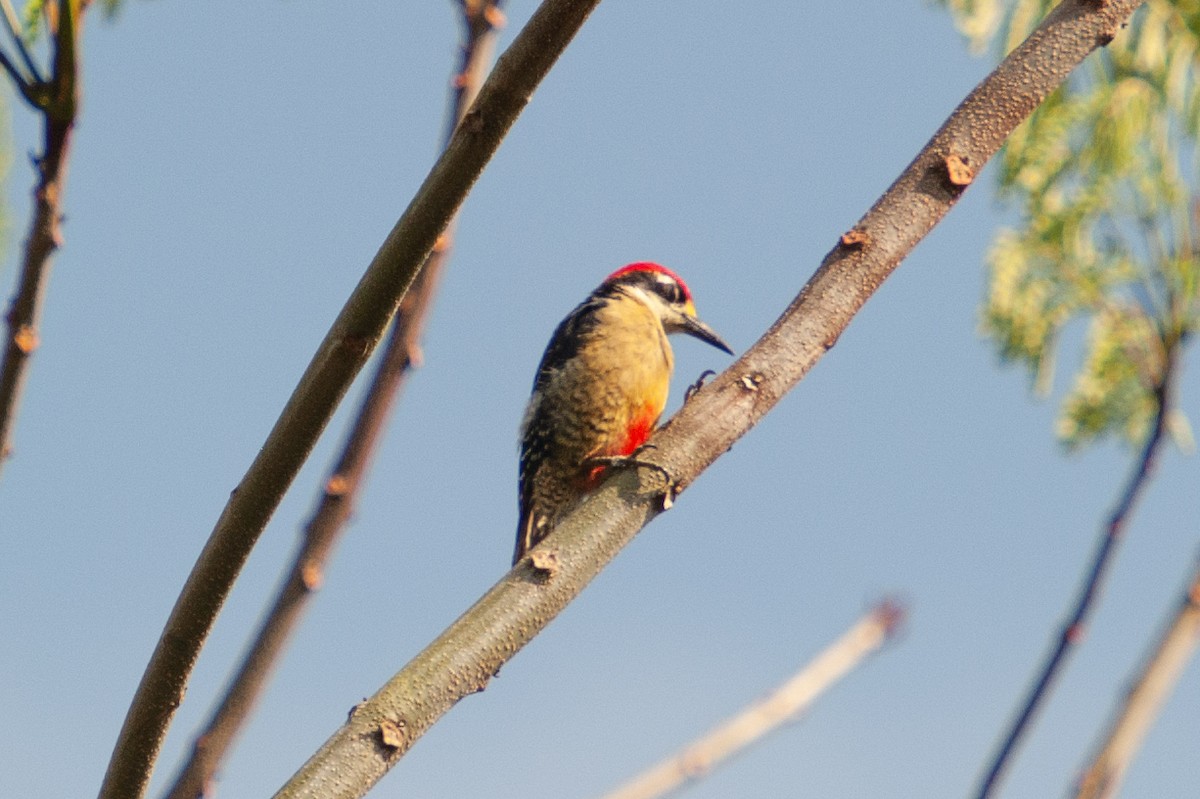 Black-cheeked Woodpecker - ML646986140