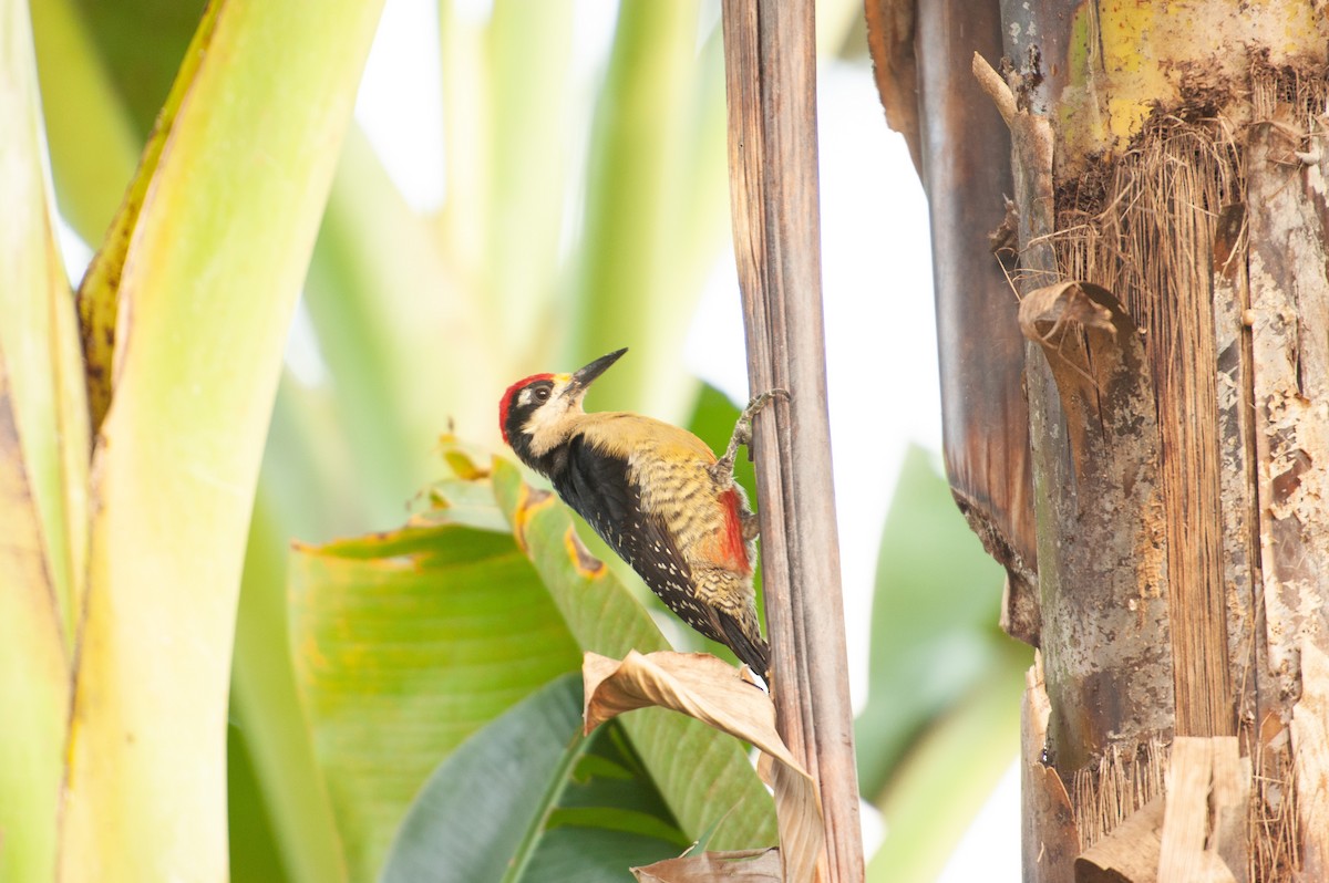 Black-cheeked Woodpecker - ML646986141