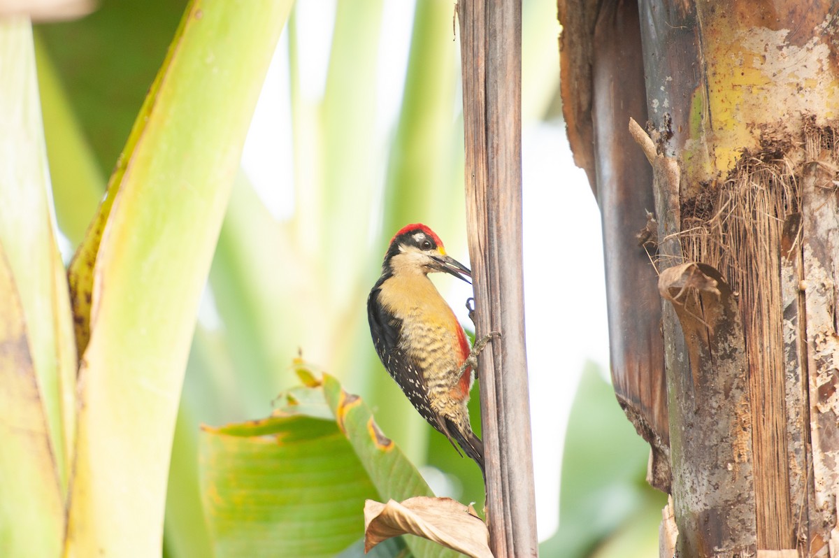 Black-cheeked Woodpecker - ML646986142