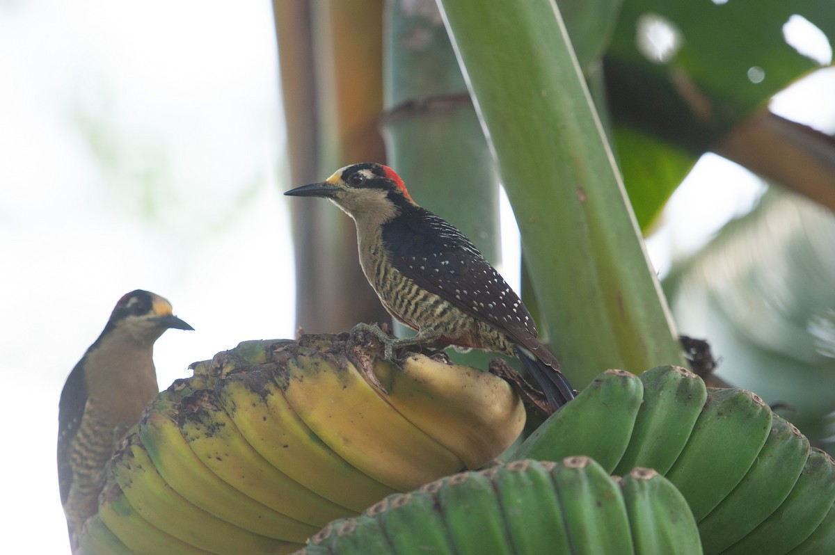 Black-cheeked Woodpecker - ML646986143