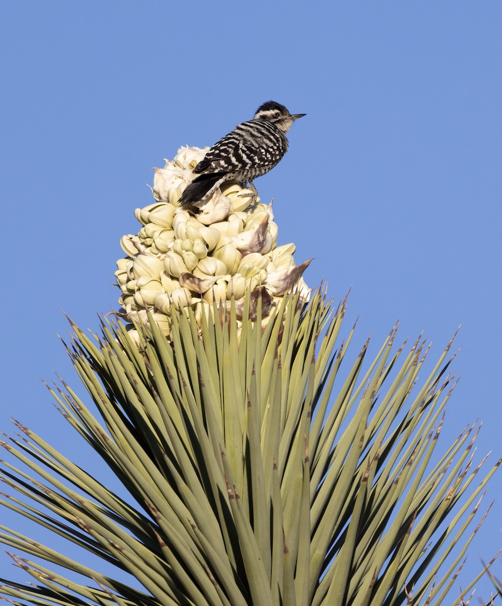 Ladder-backed Woodpecker - ML646986146