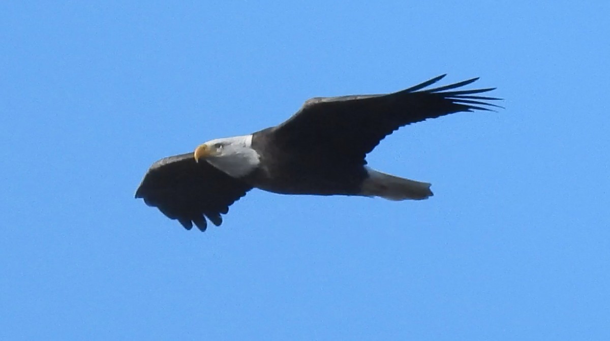 Bald Eagle - ML646986148