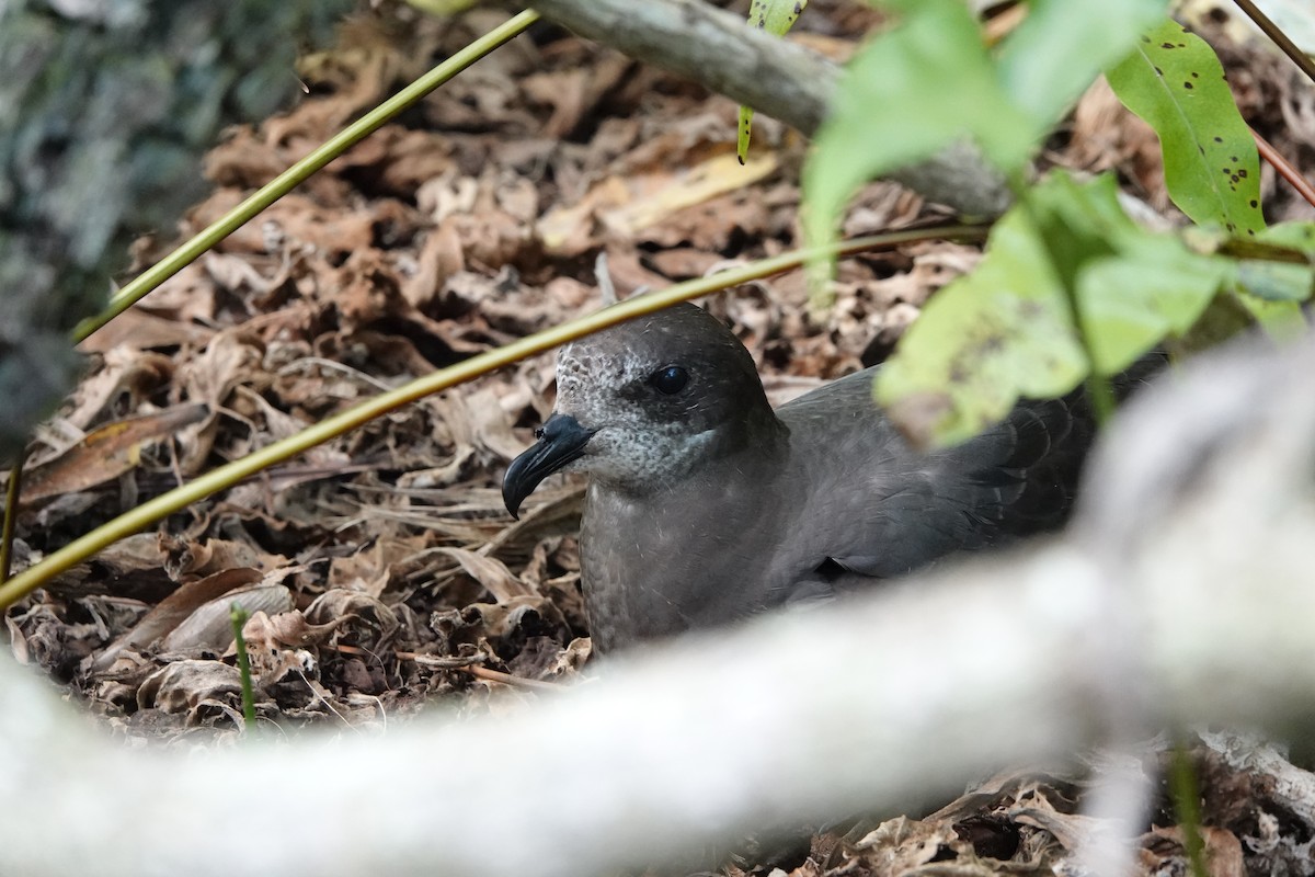 buřňák tmavý - ML646986150