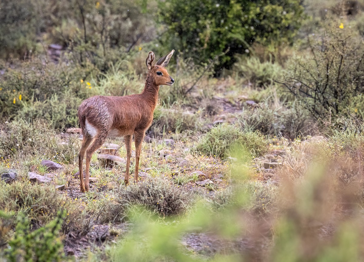 Southern Steenbuck - ML646986151