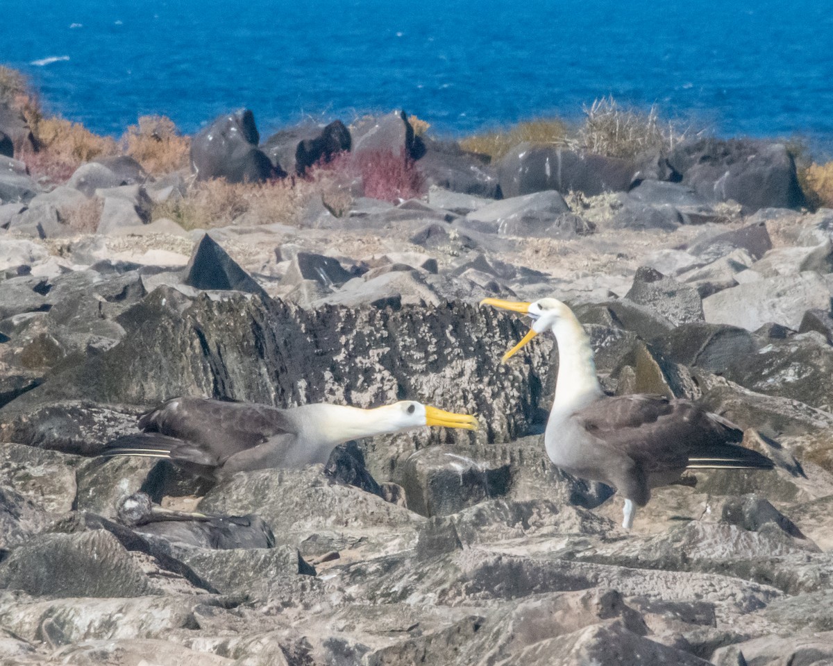 Waved Albatross - ML646986152