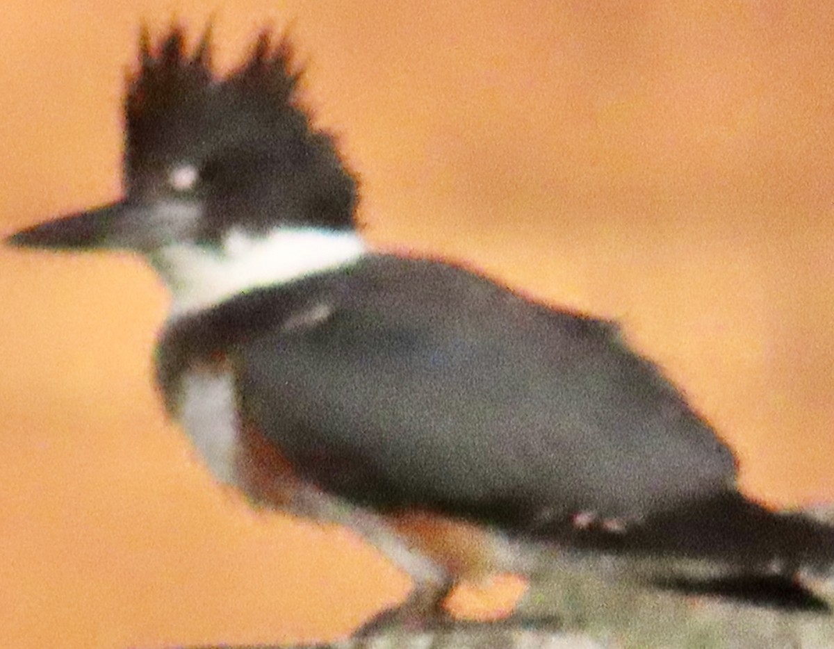 Belted Kingfisher - ML646986153