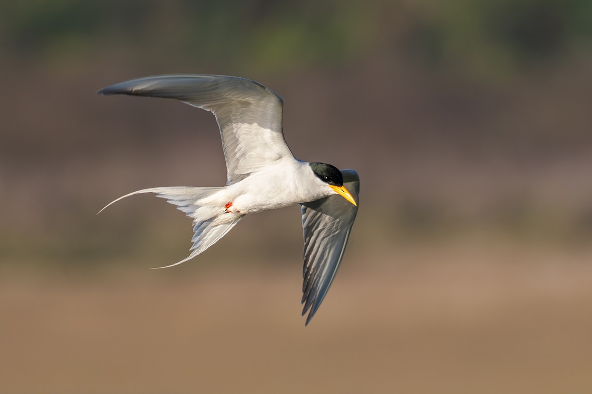 River Tern - ML646986156