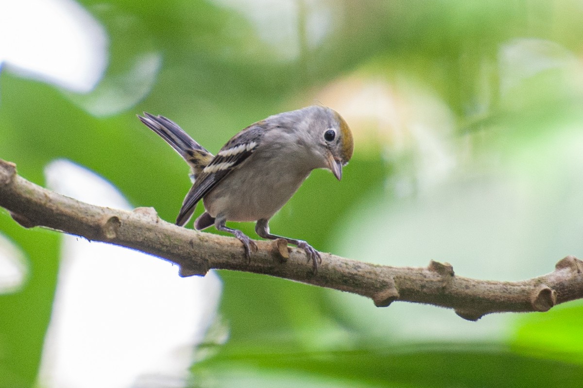 סבכון צהוב-כיפה - ML646986157