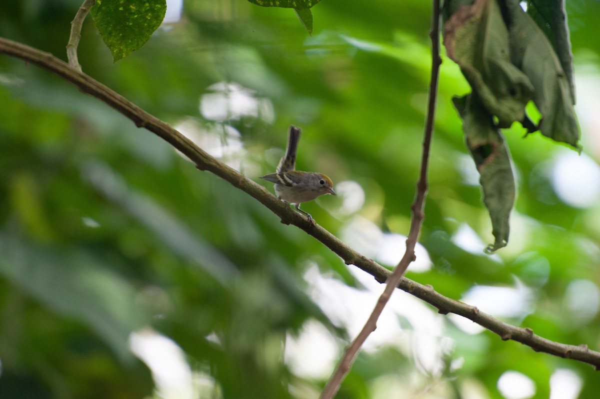 סבכון צהוב-כיפה - ML646986158