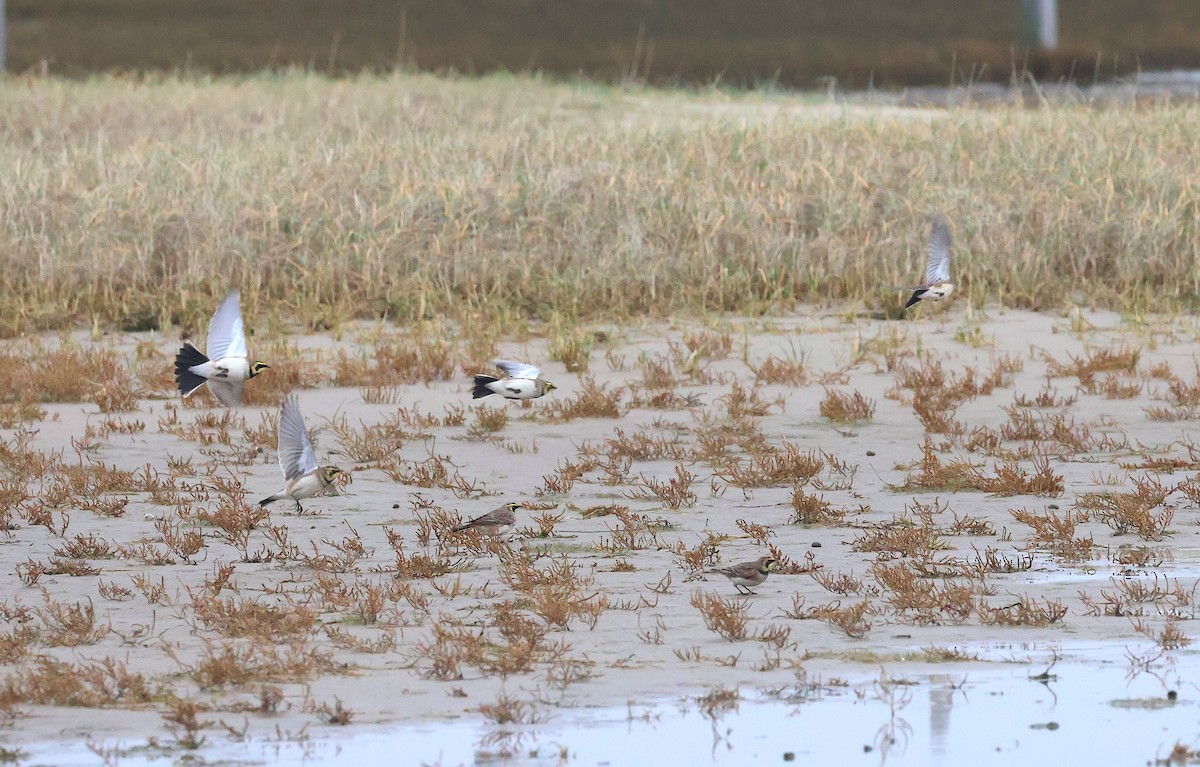 Рогатый жаворонок - ML646986160