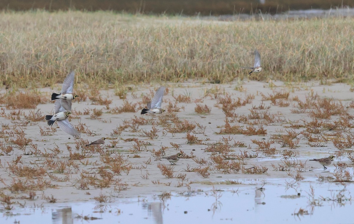 Рогатый жаворонок - ML646986161