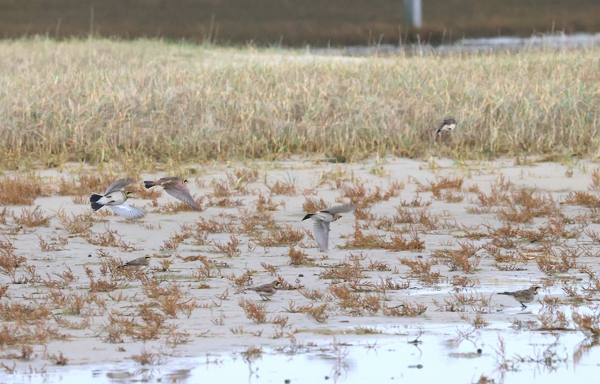 Рогатый жаворонок - ML646986162