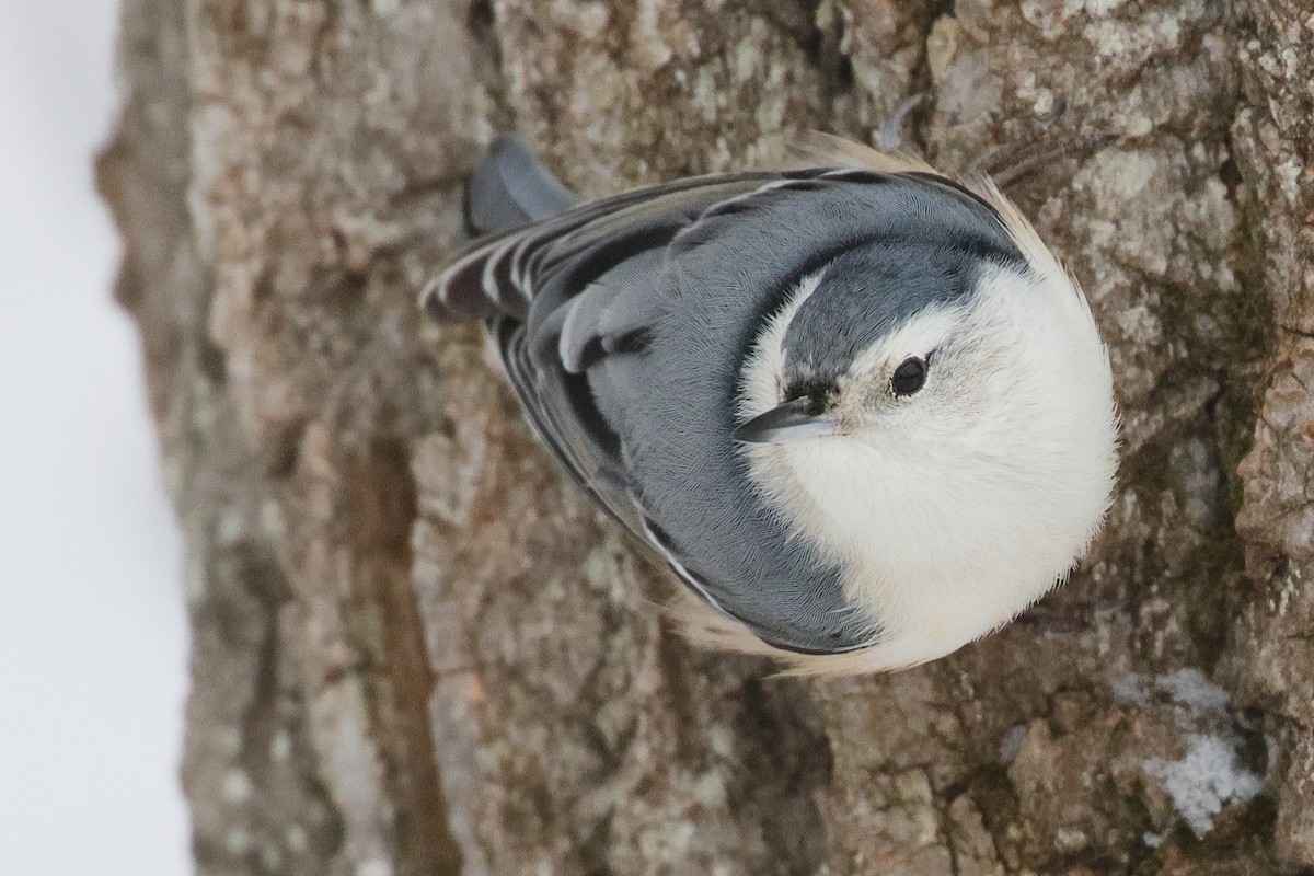 Sittelle à poitrine blanche - ML646986165