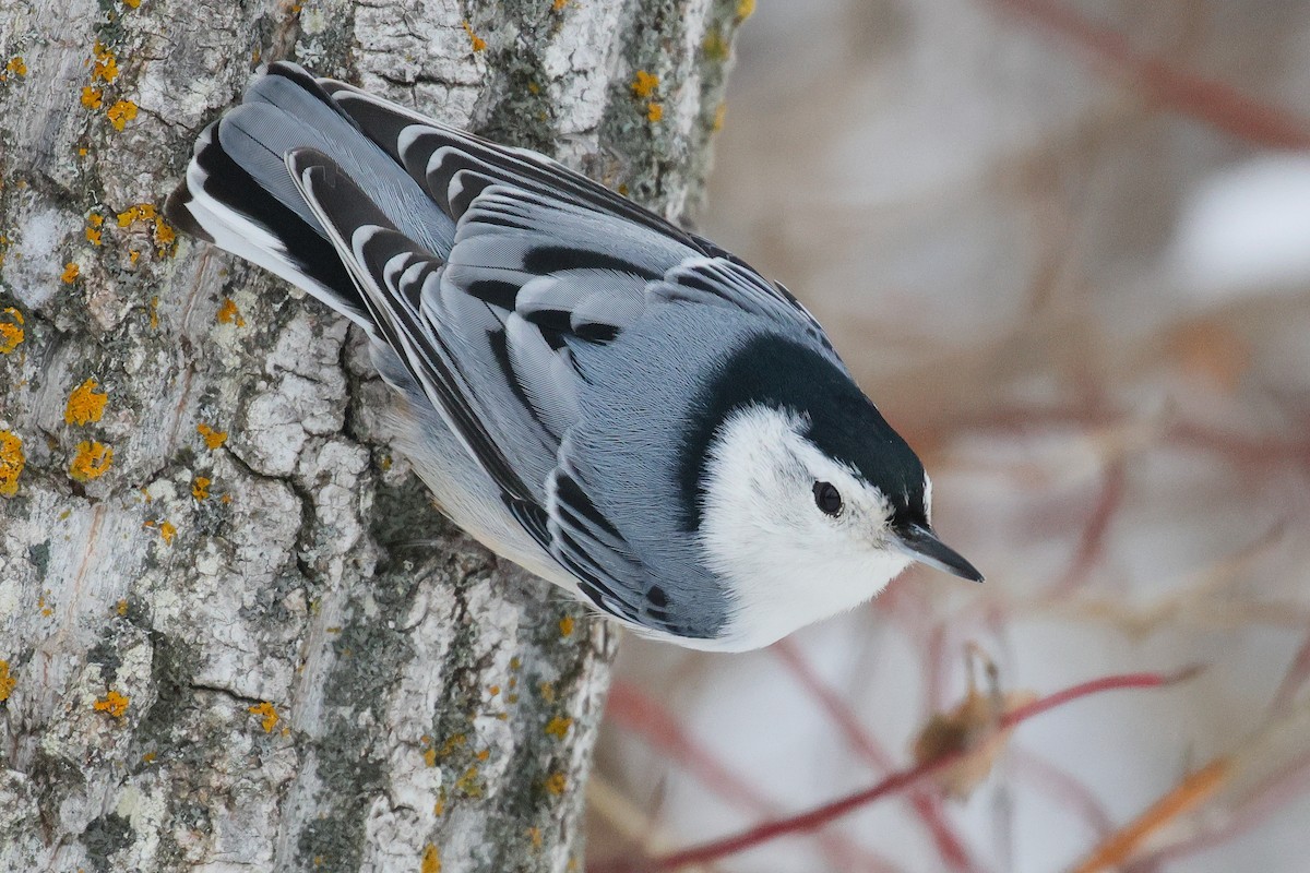Sittelle à poitrine blanche - ML646986167