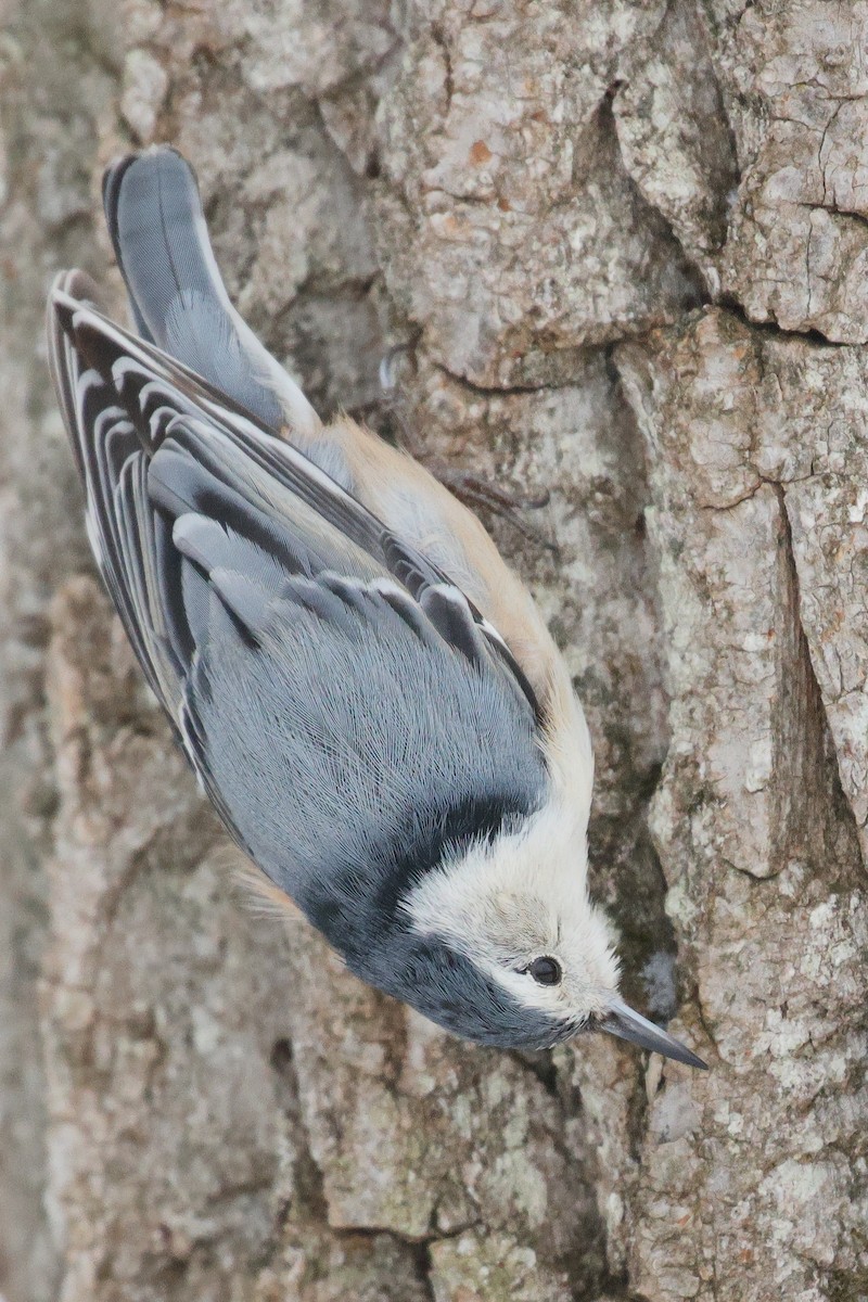 Sittelle à poitrine blanche - ML646986168