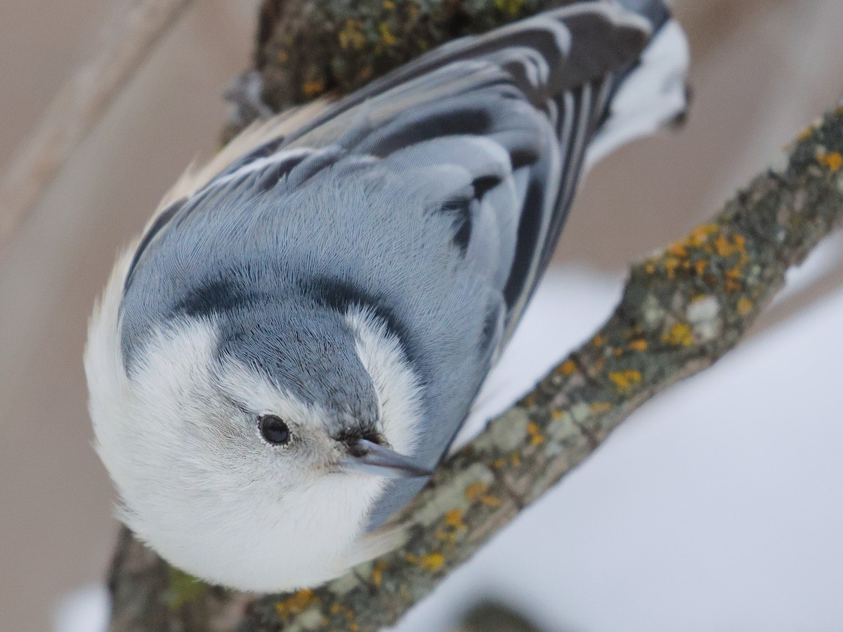 Sittelle à poitrine blanche - ML646986169