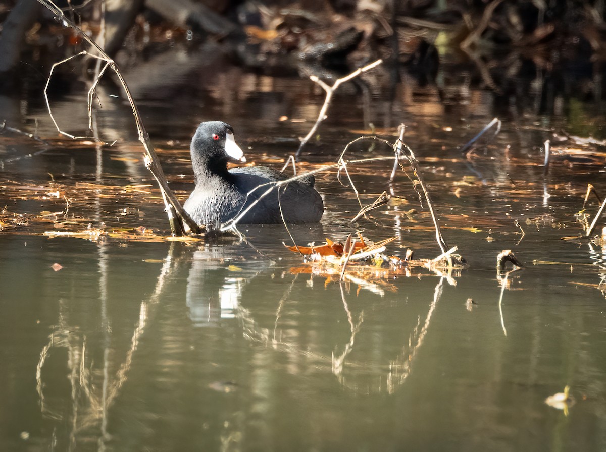 American Coot - ML646986170