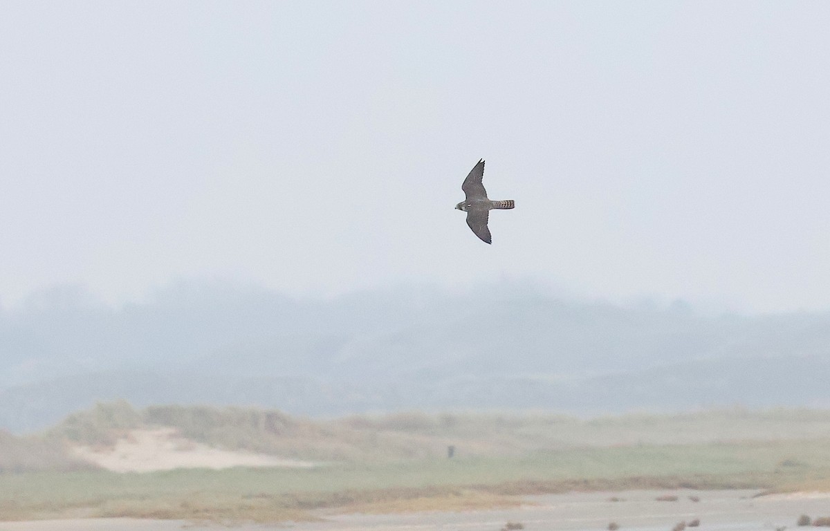 Сапсан - ML646986173