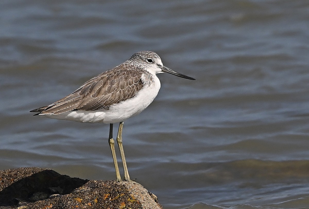 Kuliska zuria - ML646986174