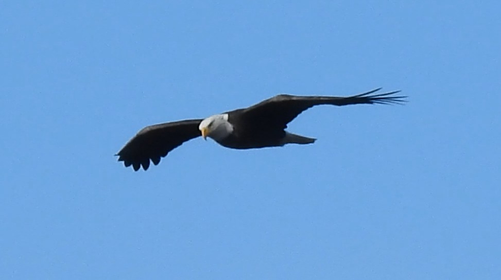 Bald Eagle - ML646986175