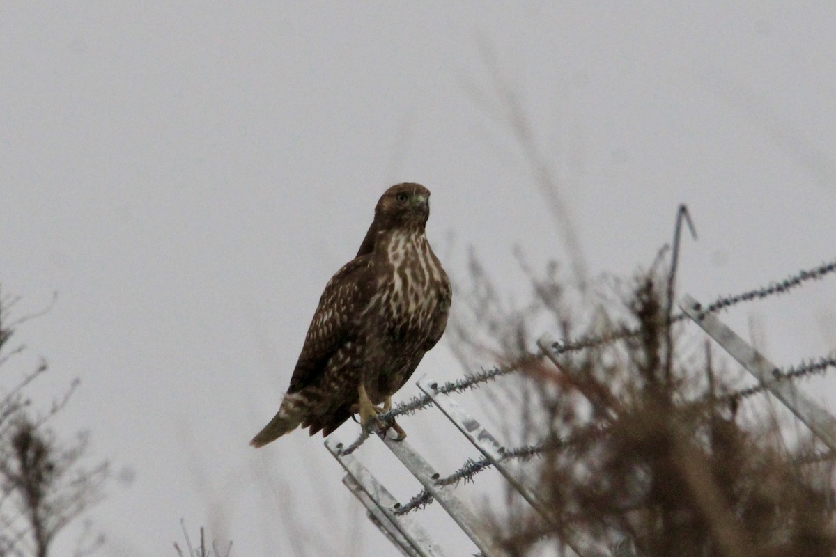 Red-tailed Hawk - ML646986181