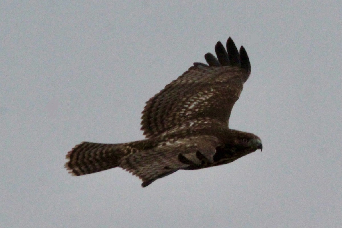 Red-tailed Hawk - ML646986182