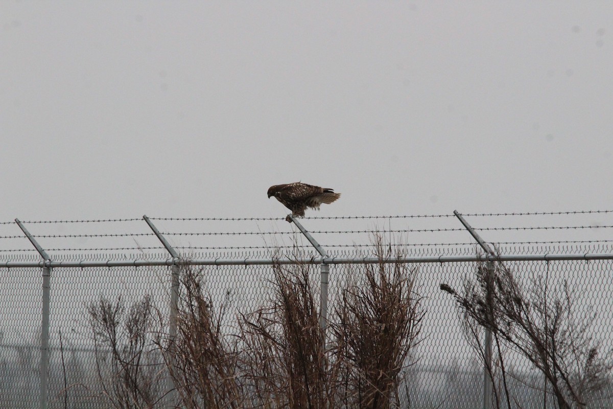 Red-tailed Hawk - ML646986183
