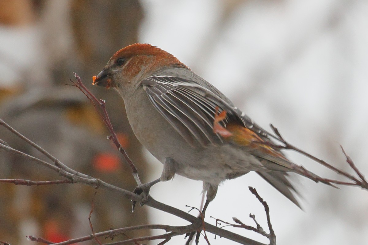 Pine Grosbeak - ML646986191