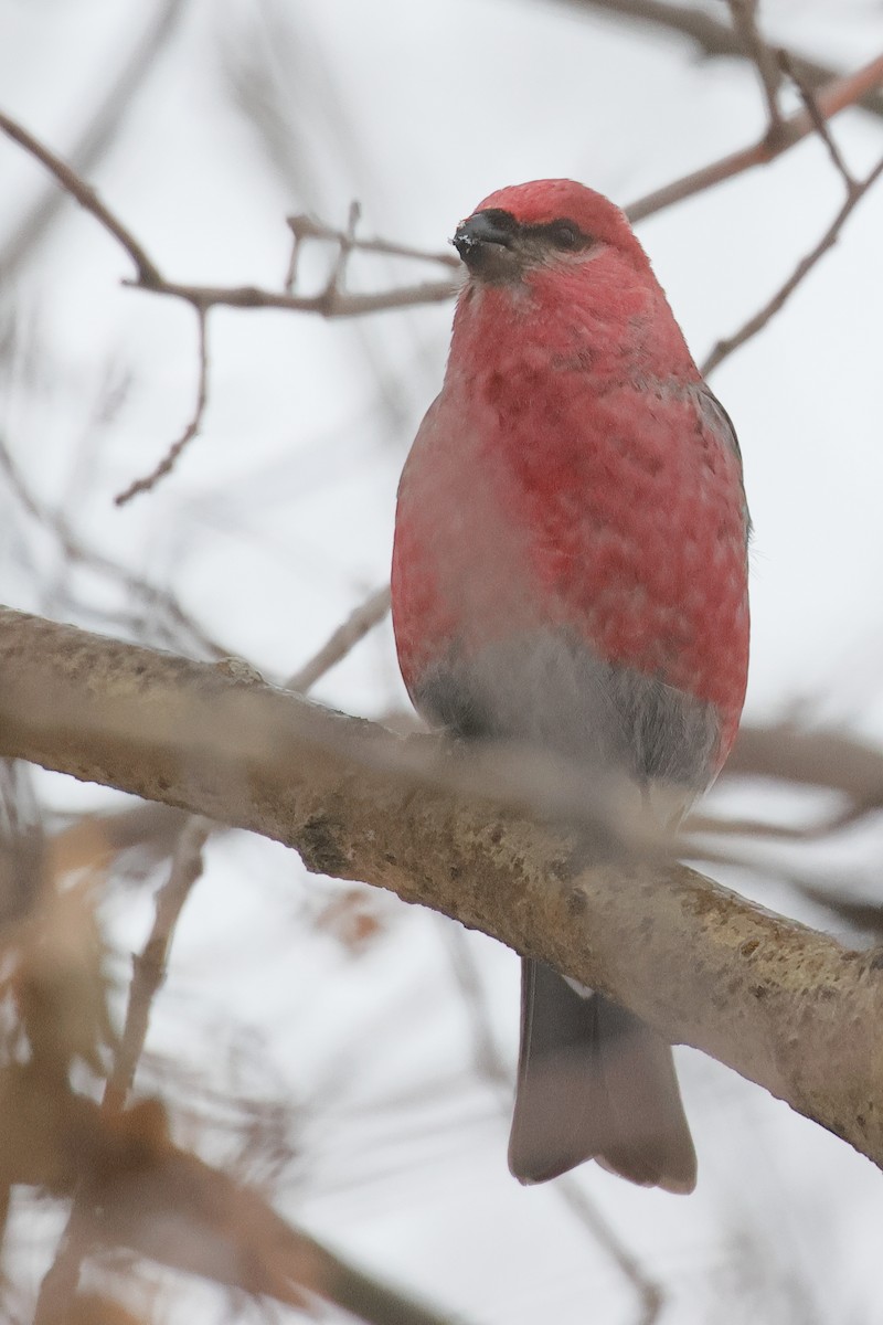 Pine Grosbeak - ML646986192