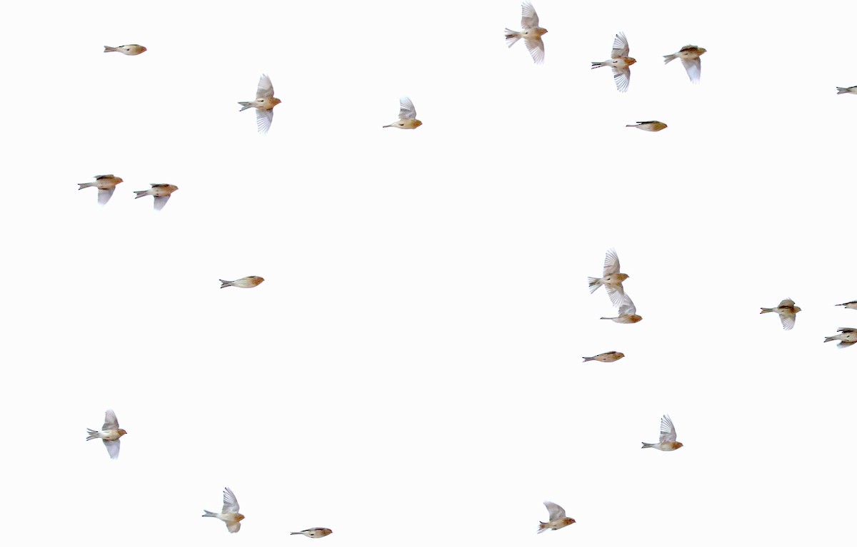 תפוחית הרים - ML646986193