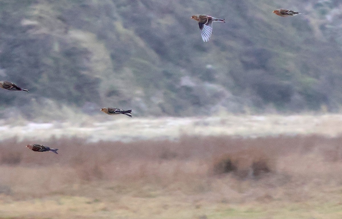 תפוחית הרים - ML646986194