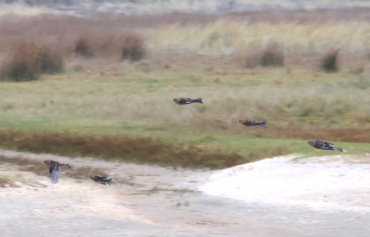 תפוחית הרים - ML646986195
