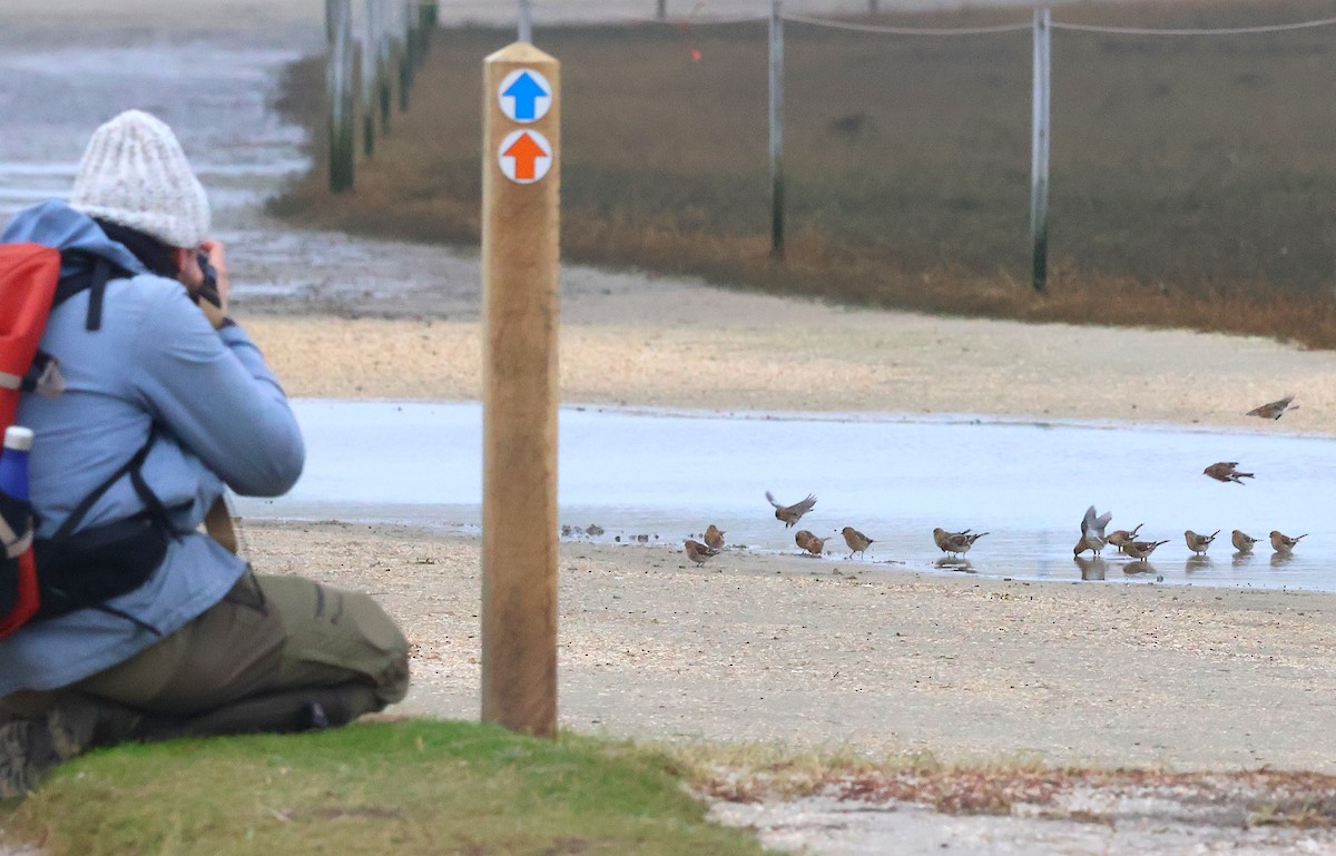 תפוחית הרים - ML646986196