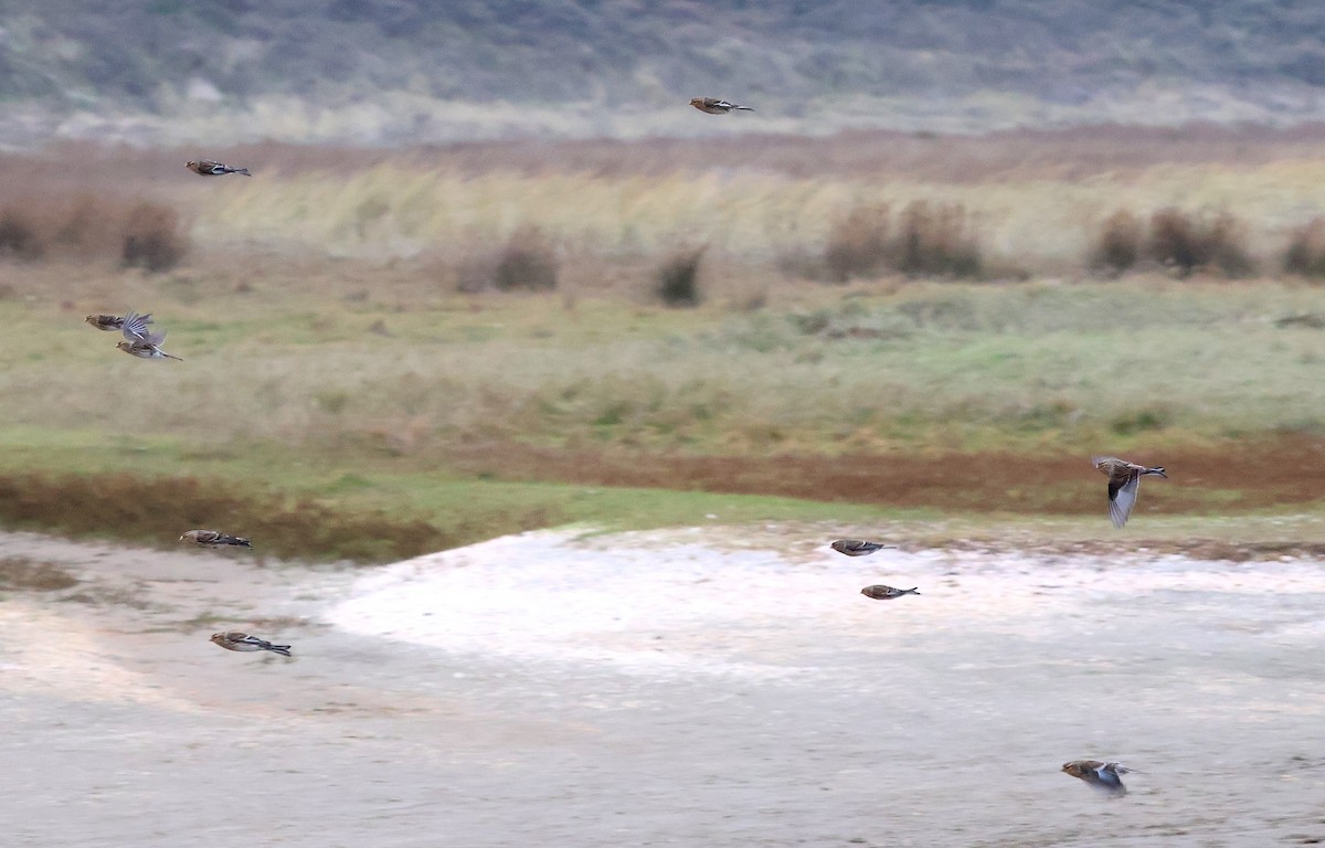 תפוחית הרים - ML646986197