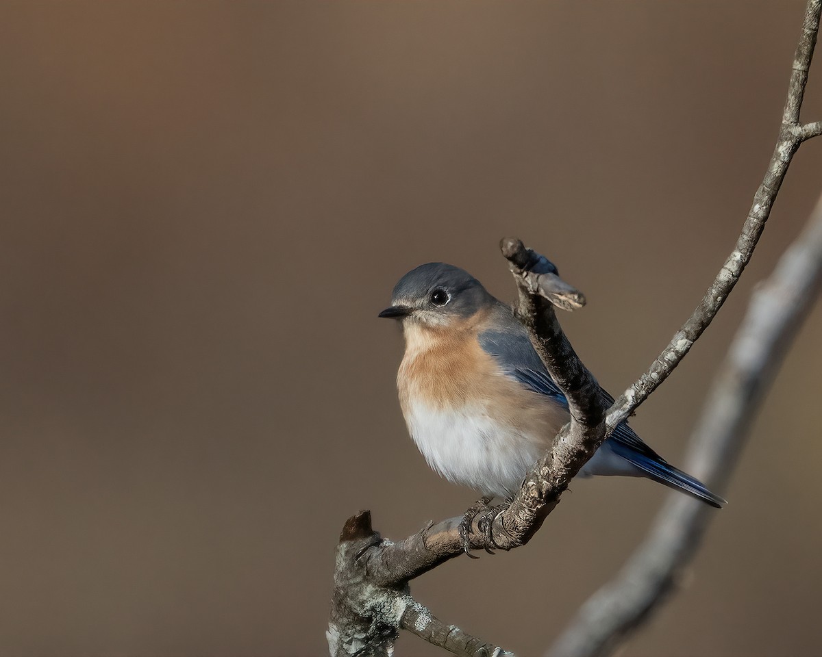 Eastern Bluebird - ML646986198