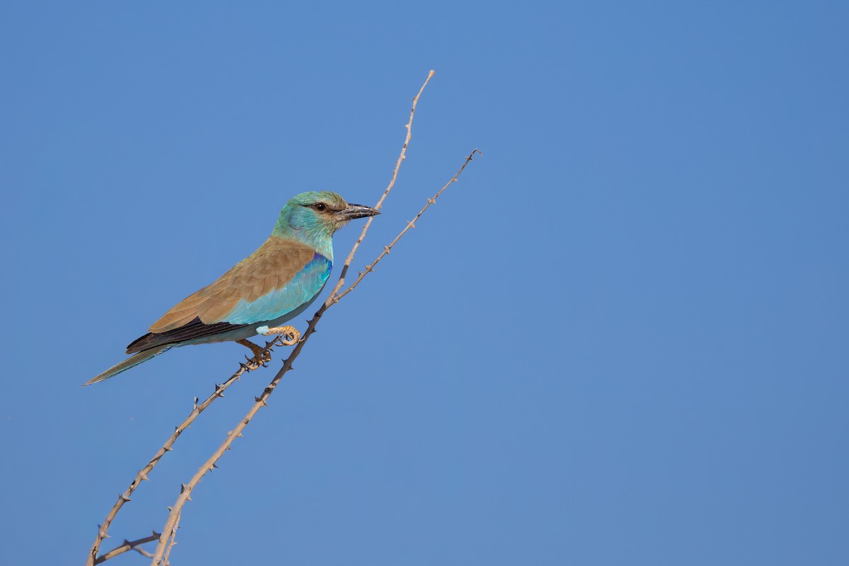 כחל מצוי - ML646986200