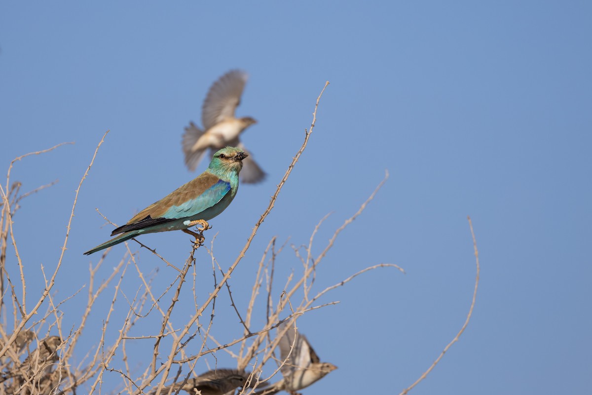 כחל מצוי - ML646986201
