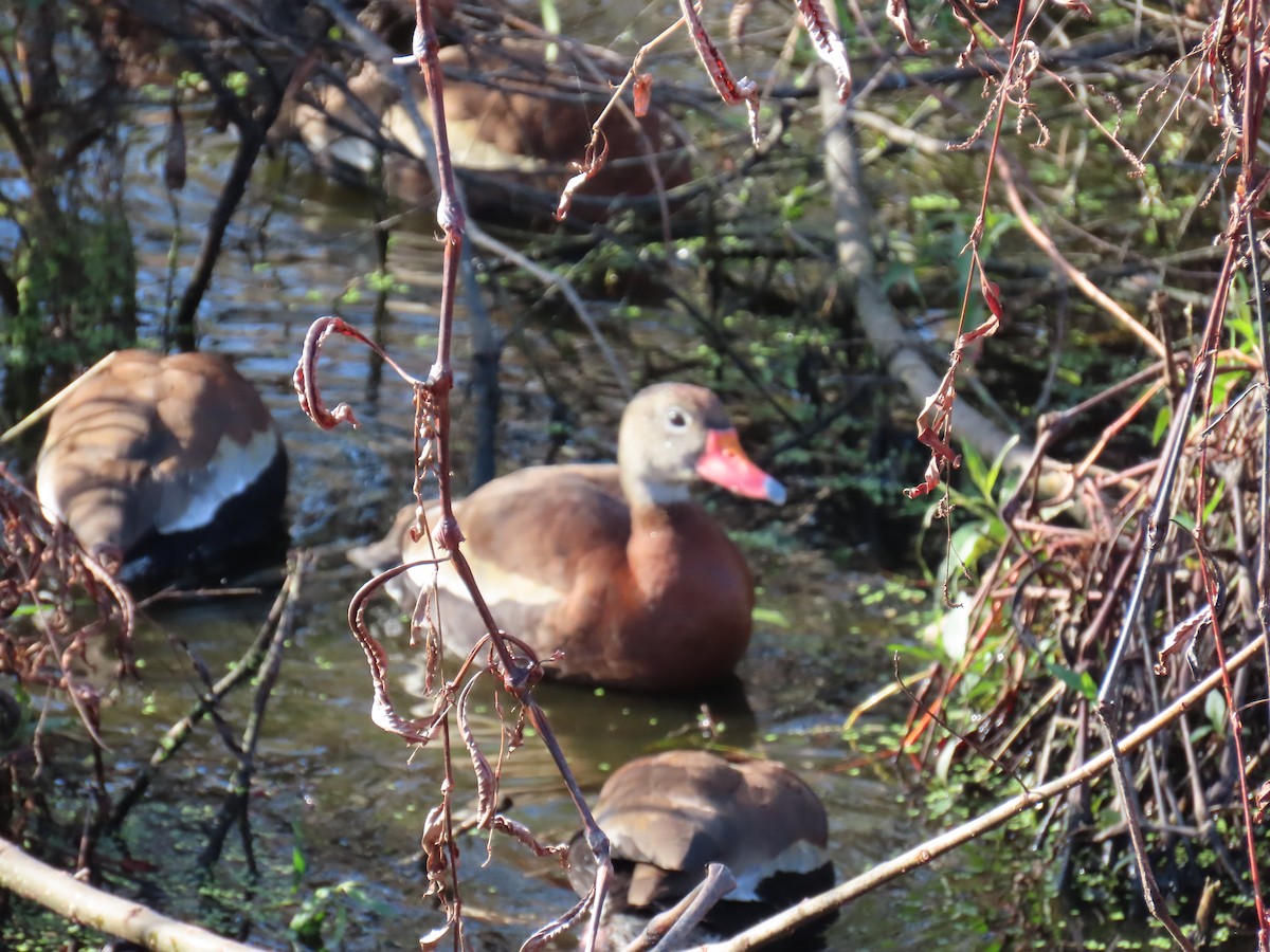 אווזון שחור-בטן - ML646986203