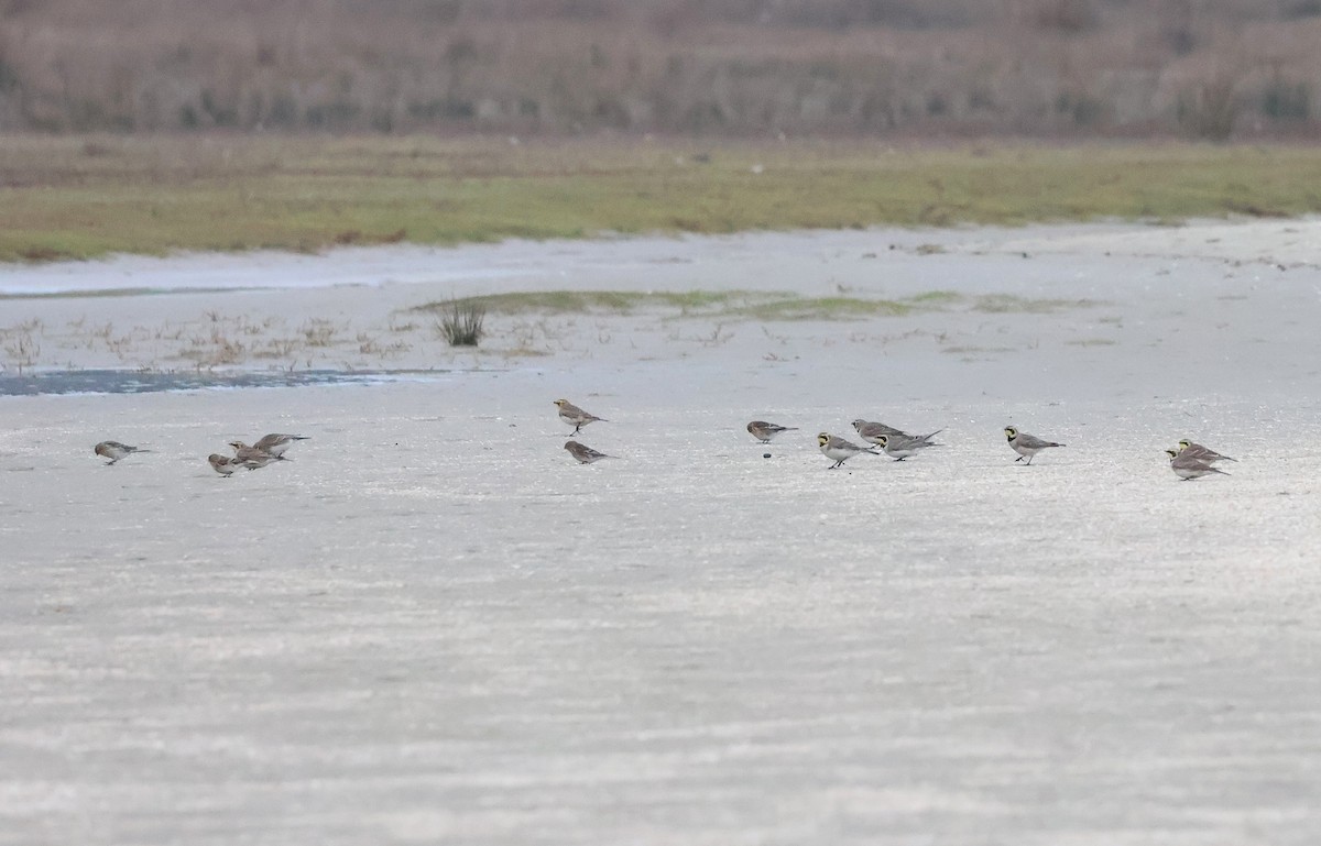 צחיחנית חרמון - ML646986204