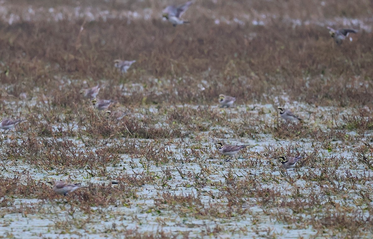 צחיחנית חרמון - ML646986205