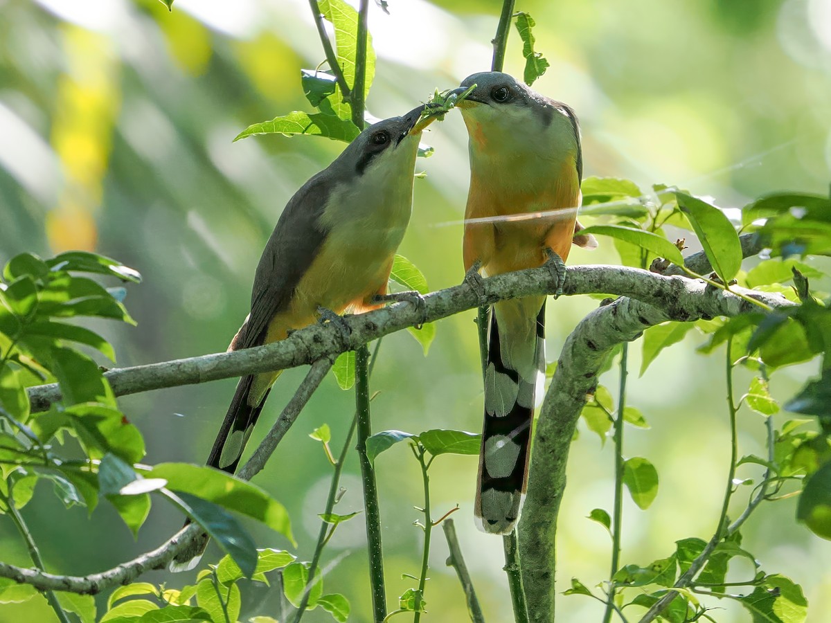 Mangrove Cuckoo - ML646986206