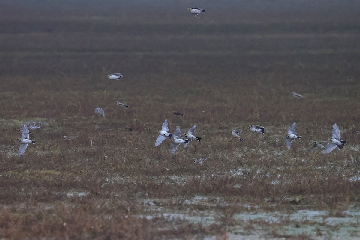 צחיחנית חרמון - ML646986207