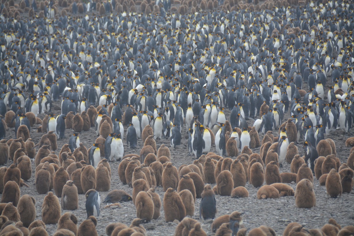 King Penguin - ML646986208