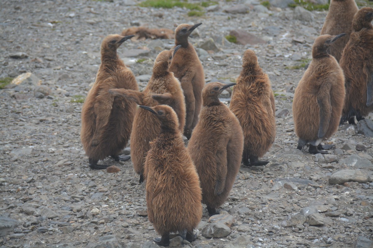 King Penguin - ML646986209