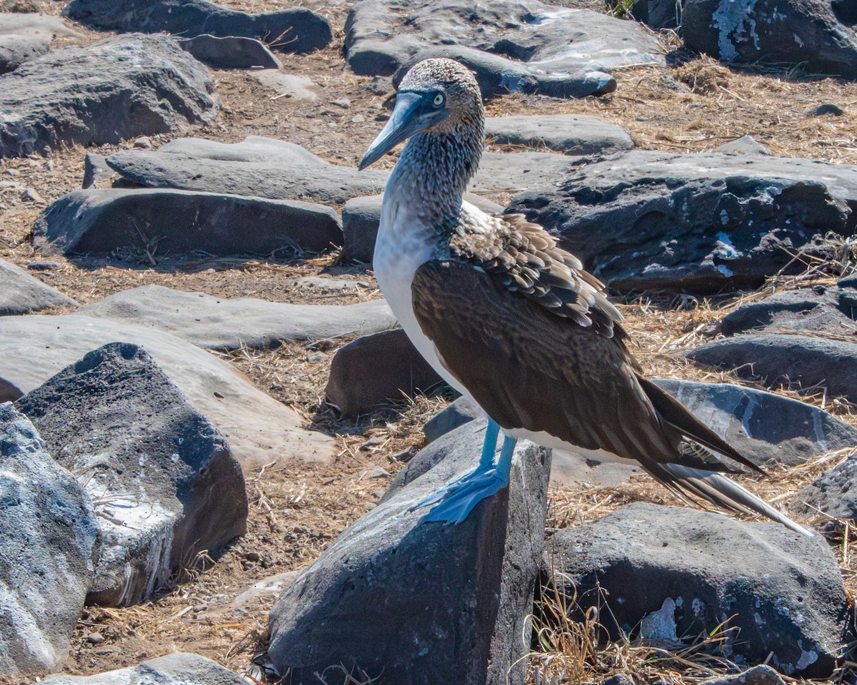 Blue-footed Booby - ML646986218